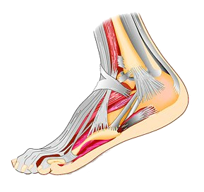 Diagram of the foot and ankle