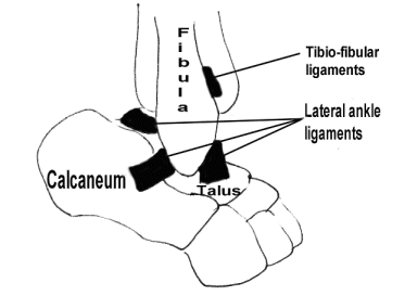 The ligaments of the ankle